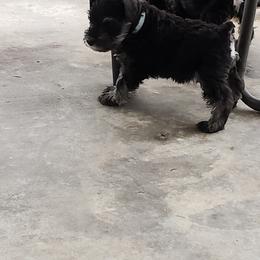 Miniature Schnauzer Puppies from Starbound Miniture Schnauzer's