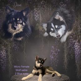 Clover - Wolf sable female Pomsky puppy in Franklinton, Louisiana from VooDoux Farms