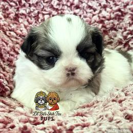 Vee - Sable and white female Shih Tzu puppy in Walkertown, North Carolina from Lil’ Bit’s Shih Tzu