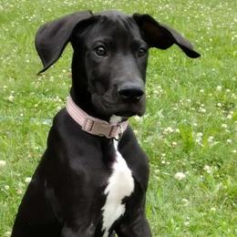 Tragedy - Black Great Dane puppy in Marshall, Michigan from Dream K9