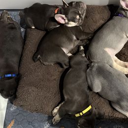 French Bulldogs from Amber Gomes