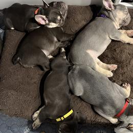 French Bulldogs from Amber Gomes