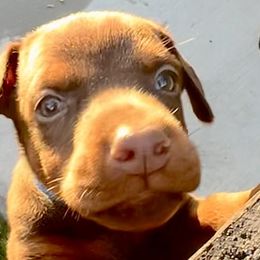 Dorothy - Red and rust Doberman Pinscher puppy in Valley Center, California from TnT Dobermans