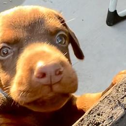 Dorothy - Red and rust Doberman Pinscher puppy in Valley Center, California from TnT Dobermans
