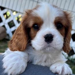 Bruno - Blenheim male Cavalier King Charles Spaniel puppy in Tooele, Utah from Ikkes Cavaliers MRI cavaliers in Utah