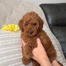 Maple - Red  female Poodle puppy in Berrien Springs, Michigan from Michigan Mini & Toy Red Poodles