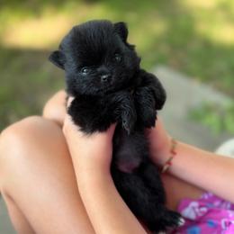 Female 1 - Black female Pomeranian puppy in Jackson, Tennessee from Little House Pomeranians