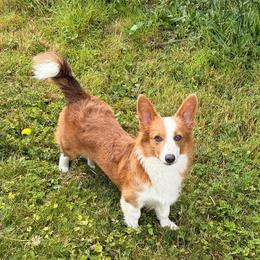 Louie - Red male Pembroke Welsh Corgi puppy in Castle Rock, Washington from Heckman Corgis