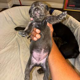 Girl 4 - Gray female Cane Corso puppy in Sienna, Texas from Robinson Elite Corsos