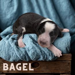 Bagel - Black and white male Aussiedoodle puppy in Ellenburg Center, New York from Kristin's Puppies