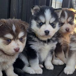Pomskies from Precious Paws Pomskies