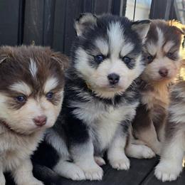 Pomskies from Precious Paws Pomskies