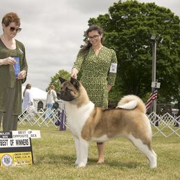 Akita and Cane Corso from The__o__pack