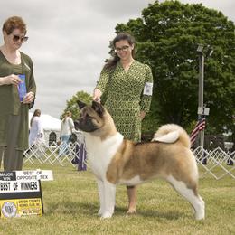Akita and Cane Corso from The__o__pack