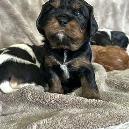 Cavalier King Charles Spaniel Puppies from The Cavi Pack
