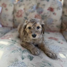 Waitlist 3 (M) - Blue merle male Bernedoodle puppy in Gales Ferry, Connecticut from Schweers Goldens and Doodles