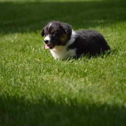Pembroke Welsh Corgi Puppies from C&G Corgis