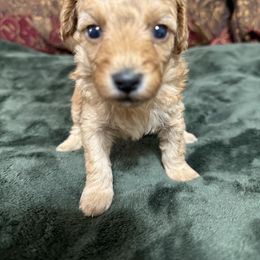Girl 3 - Cafe au lait Poodle puppy in Auburn, Georgia from Southern Poodles