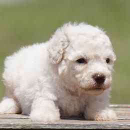 A Litter Girl 3 - White female Lagotto Romagnolo puppy in Seymour, Missouri from Terra Incognita