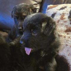 German Shepherd Puppies from Valhalla German Shepherds