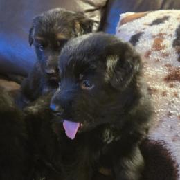 German Shepherd Puppies from Valhalla German Shepherds