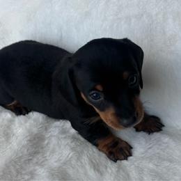 Leo - Black and tan male Dachshund puppy in Humphreys, Missouri from Foster’s Dachshunds