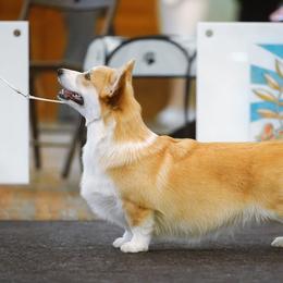 Chanel - Pembroke Welsh Corgi