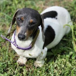 Kiwi - Piebald female Dachshund puppy in Turtletown, Tennessee from Stachia’s C4 Dachshunds