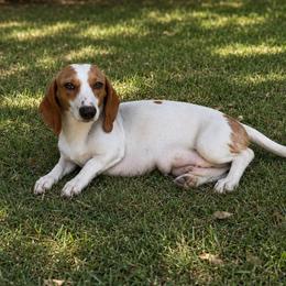 Dolly - Dachshund