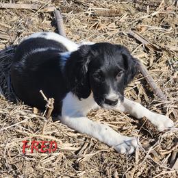 Fred - Black and white male English Springer Spaniel puppy in Craig, Nebraska from Fur & Feathers Kennel