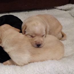 Labrador Retriever Puppies from Aldrich Mountain Labradors