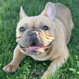 Rolly - French Bulldog