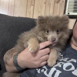 Oakley - Lavender male Pomeranian puppy in Sandia, Texas from Broken Arrow Poms