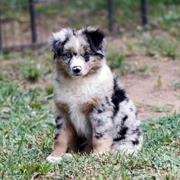 Miniature American Shepherd puppies from Bugsie's Mini Aussies