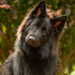 Missy - German Shepherd