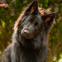 Missy - German Shepherd