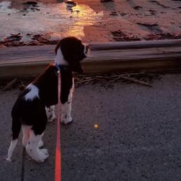 English Springer Spaniel Puppies from Indian Creek Springers