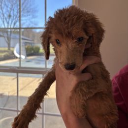 Pink Collar - Apricot female Poodle puppy in Henagar, Alabama from Windy Oak Kennels