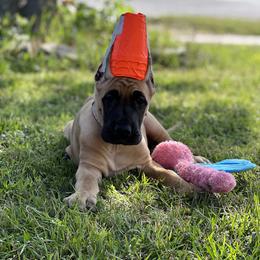 Great Dane Puppies from Notorious Great Danes