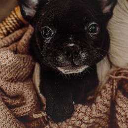 French Bulldog Puppies from Kayla's French Bulldogs