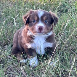 Justice - Red tri-color female Miniature American Shepherd puppy in Canton, Texas from Knockout Aussies & MAS