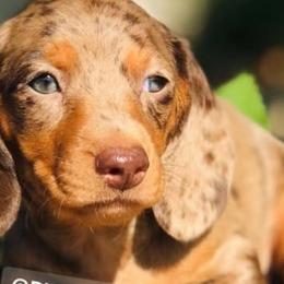Dachshunds from Dynasty Empire Kennels