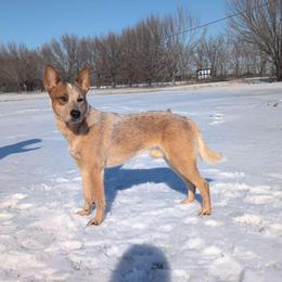 Apollo - Australian Cattle Dog