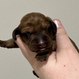 Puppy 1 - Red male Dachshund puppy in Crystal, Michigan from Mare-Bella Smoothcoat Edition