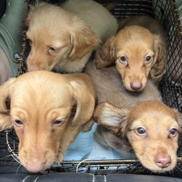 Dachshund Puppies from Hutch hounds