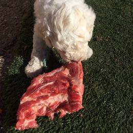 Lagotto Romagnolo Puppies from Fino Lagotto