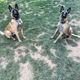 Belgian Malinois and German Shorthaired Pointer All Grown Up from Lapdog GSP