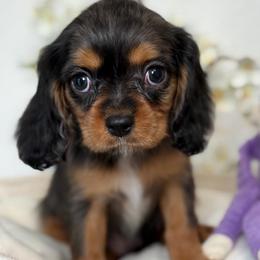 Miso - Tri-color female Cavalier King Charles Spaniel puppy in Yuciapa, California from AlltheDoodlez_