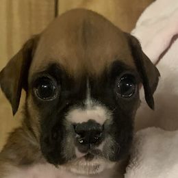 Girl 4 - Boxer puppy in Elyria, Ohio from Just-A-Wyn Boxers