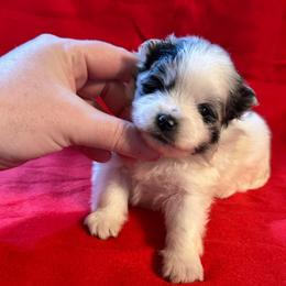 Paris - Blue merle female Pomeranian puppy in Waterloo, Indiana from Garcias Pomeranian